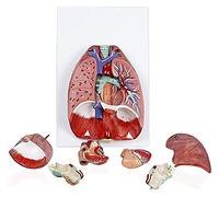 Anatomical Model Respiratory System Model Human Anatomical Anatomy Model Throat Heart Lung Model
