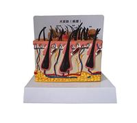 anatomical model Scientific Anatomical Animal Model - Pathological Dog Skin,Pvc Material Medical Educational Teaching for Training Aid
