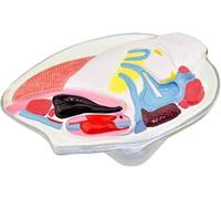 anatomical model, Seashell Shaped Animal Anatomy Model