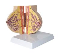 Anatomical model, Showing The Female Breast Profile Structure At Rest Period, Composed Of 2 Parts for Teaching Demonstration