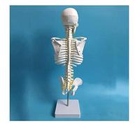 Anatomical Model Skull and Spinal Vertebrae Structure - Cervical and Thoracic Anatomy Teaching Model for Educational Purposes