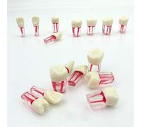 anatomical model, Tooth Model Teeth Anatomical Dental Endodontic Root Canal Medullary Wall Staining, a Total Of 8, For Medical Teaching Demonstration Practice