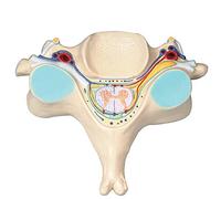 Anatomical Model Torso with Human Spinal Cord Cross-Section, Teaching Anatomy Learning Props for Biology Students and Professionals, Educational Resources