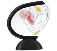 anatomical model, Transparent Uterus Vagina Teaching Model