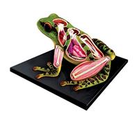 Anatomical Models 31pcs Frog Internal Organs Anatomy Model Organs Model Animal Teaching Removerable Anatomical Model