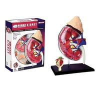 Anatomical Models, 4D Human Kidney Anatomy Model Kit with Detachable 13 Parts Human Anatomy for Students Science Teaching Models Human Models