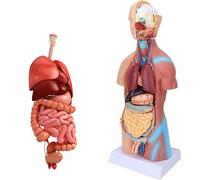 Anatomical Models， Human Brain and Skeleton Model Anatomy Models Teaching