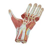 Anatomical Models Human Hand Muscle Nerve Blood Vessel Medical Model Teaching For Laboratory Equipment Ornament Science Human Models