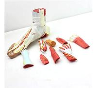 Anatomical Models In 9 Parts Of The Foot Model, Including 81 Digital Signs Including Bones, Muscles, Ligaments, Nerves And Vessels Of The Human Foot.