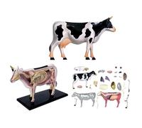 Anatomical models Model Dairy Cow Skeleton 29 Dischable pieces 4D Anatomy Visual Anatomy Three dimensional Anatomical Da