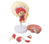 Anatomical Models Muscle Masticator Human Masticator Facial Structure Jaw Anatomy Muscle Nerve Arterial Vein Medical Tools Display Human Models