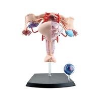Anatomical Models Of Human Female Reproductive System Organs Basic Models Of Medical Education Assembled Into 19 Pieces