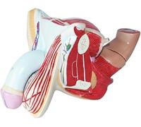 Anatomical Models of Male Reproductive Organs Teaching Aids for Medical Education and Training Medical Teaching Aids, Medical Models and Teaching Materials
