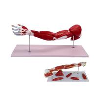 Anatomical Muscular Arm Model - 7 Parts Life Size Upper Limb with Detachable Vascular Nerve and Ligament for Educational Use