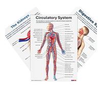Anatomical Muscular System Poster - 16 Human Skeleton Posters | Complete Anatomical Tables for Students in Classroom, Clinic, University, Hospital, Laboratory and School