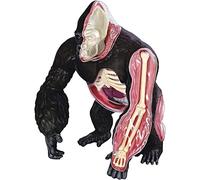 Anatomical Orangutan Model - 29 Parts Educational Teaching Aid, Detachable Silverback Ape Organ Structure Model for Biology Studies