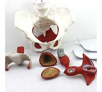 Anatomical Pelvis Model for Educational and Clinical Training