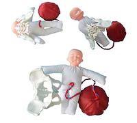 Anatomical Pelvis Model Set for Medical Education with Detachable Baby | Anatomical Pelvis Model for Medical Study, Realistic Detachable Design for Interactive