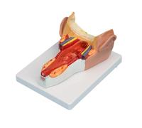 Anatomical Pharyngeal Wall Muscle Model for Study Pharyngeal Wall Muscle Anatomy Models Anatomy