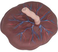 Anatomical Placenta Umbilical Cord Model for Gynecology and Obstetrics, Neonatal Vascular Teaching Display, Educational Tool for Medical Students