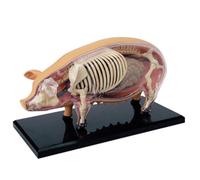 Anatomical Pork Model, 4D Vision, 19 Removable Organs, 3D Swine Intelligence Skeleton for Educational Use, Perfect for Anatomy Study and Teaching