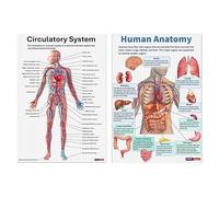 Anatomical Poster Set - 16 Piece Nervous Anatomy Charts, Training Visual Aid | Home Study School Classroom Nursing Reference, Detailed Human Body Learning Tool For Anatomy Lessons
