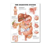Anatomical Poster Set - Laminated - Muscular, Skeletal, Digestive, Respiratory