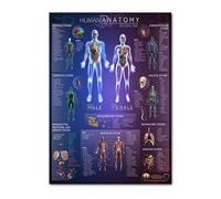 Anatomical Poster Set - Laminated - Muscular, Skeletal, Digestive, Respiratory