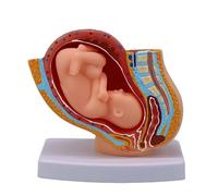 Anatomical Pregnancy Fetal Development Model 1: 3 Scale Female Pelvic Structure Anatomy Model for Obstetrics Study Female Pelvic with Full Term Fetus