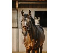 Anatomical riding bridle Eric Thomas Work