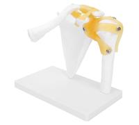 Anatomical Shoulder Joint Model, Human Anatomy Shoulder Life Size Ligament Anatomy Replica Skeleton Norma Shoulder Joint Teaching Tool with Ligaments for Patient Education, Anatomy Study