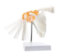 Anatomical Shoulder Joint Model Medical Anatomy Skeleton, Human Body Shoulder Ligament Model Anatomy Replica of Norma Shoulder Joint for Doctors Office Educational Tool, Medical Teaching Learning