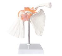 Anatomical Shoulder Joint Model Medical Anatomy Skeleton, Human Body Shoulder Ligament Model Anatomy Replica of Norma Shoulder Joint for Doctors Office Educational Tool,