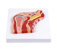 Anatomical Shoulder Joint Model Teaching Tool with Color Coded Muscles and Ligaments Structure for Clinical Training Shoulder Joint Model