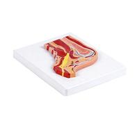 Anatomical Shoulder Joint Model with Detailed Muscle and Ligament for Classroom Demonstrations and Patient Explanation PVC Anatomy Model