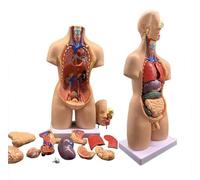 Anatomical Skeleton from 55cm Unisex Torso Anatomy Human Torso Model in 19 Parts Human Torso Model Anatomy Models, Human Organs Anatomical Model 4D Skeleton Model