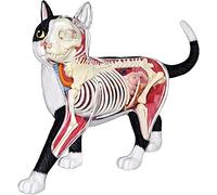 Anatomical Skeleton Kit, 4D Cat Skeleton Model with 25 Removable Organs for Study, Educational Biology Tool