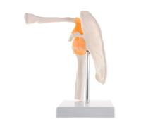 Anatomical Skeleton Life Size Human Anatomy with Ligaments Joint Bone Shoulder Model for Medical Study Science Classroom