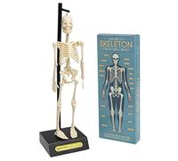 Anatomical Skeleton Model
