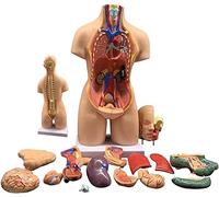 Anatomical Skeleton Model, 4D Human Organs Educational Model, 55 cm, 19 Pieces for Body Anatomy Learning and Dissection