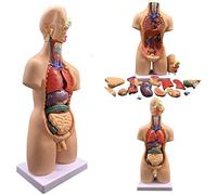 Anatomical Skeleton Model - Educational 4D Human Body Model with 19 Parts, 55 cm Male/Female Torso for Anatomy Studies and Teaching