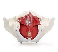 Anatomical Skeleton Model, Female Pelvis with Organs, 7 Parts Educational Tool for Learning and Exhibition