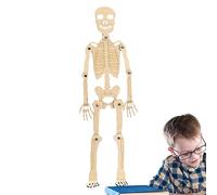 Anatomical Skeleton Model for Study - 30cm Assembly | Skeleton for Anatomy Courses | Representation Of The Human Body For Students In Science Teaching Animal Anatomy Decorat