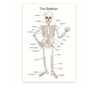 Anatomical Skeleton Model for Study, Detachable Human Bones with Numbered Guide, Learning Tool for Students, Doctors & Teachers(Framed,12x18inch(30x45cm))