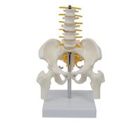 Anatomical Skeleton Model for Study, PVC Human Skeleton with Five Vertebrae, Lumbar and Pelvis, 17 x 13 x 9 cm