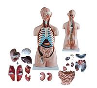 Anatomical Skeleton Models Model Human Torso, 85 Cm Human Torso Model At 20 Pieces Model Anatomy Middle Body With Internal Organs For Medical Education