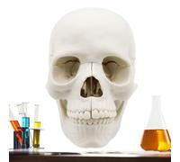 Anatomical Skull - Full Size PVC 15 Pieces, Removable Skull Bones, Highly Detailed Structure, Sturdy Construction | Life Human Head Model, Perfect Teaching, Medic Training