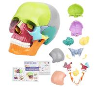 Anatomical Skull Model 15 Parts Human Skull Model Detachable Palm-Sized Multicolor Skull Skeleton Model for Medical Students, Teaching Tools Learning with Color Study Manual(Hand Size）