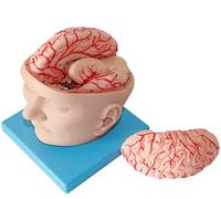 Anatomical Skull Model With Brain - Detachable Brain Anatomical Model Human Brain Anatomy Model With Digital Design - F