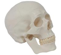Anatomical Skull Model with Removable Mandible, Human Cranium Teaching Aid, PVC Educational Anatomy Model, 7.8 x 5.7 x 6.8 in, 20 x 14.5 x 17.5 cm, for Study and Demonstrations